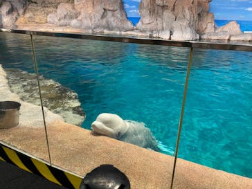 名古屋港水族館に投稿された画像（2024/10/26）