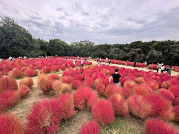 万博記念公園に投稿された画像（2024/10/26）