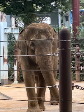 恩賜上野動物園に投稿された画像（2024/10/26）