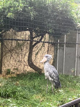 恩賜上野動物園に投稿された画像（2024/10/26）