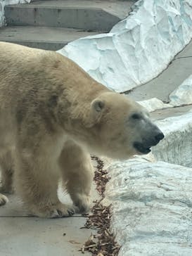 恩賜上野動物園に投稿された画像（2024/10/26）