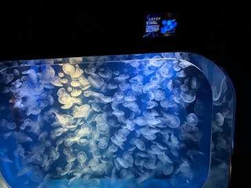 鴨川シーワールドに投稿された画像（2024/10/26）