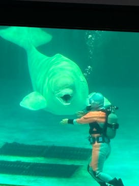 鴨川シーワールドに投稿された画像（2024/10/26）