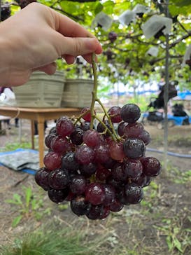  まるきょう農園に投稿された画像（2024/10/26）