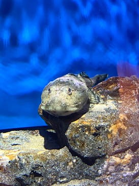 アクアワールド茨城県大洗水族館に投稿された画像（2024/10/26）