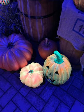 横浜イングリッシュガーデンに投稿された画像（2024/10/26）