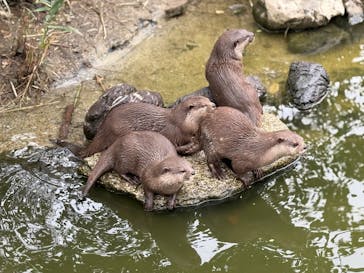 神戸どうぶつ王国に投稿された画像（2024/10/26）