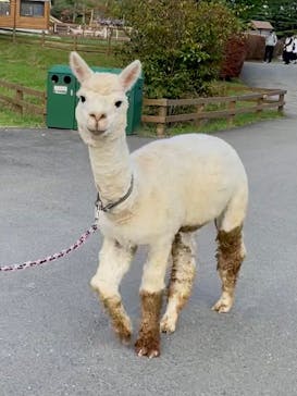 那須どうぶつ王国に投稿された画像（2024/10/26）