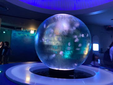 新江ノ島水族館に投稿された画像（2024/10/26）