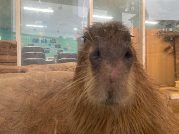 新江ノ島水族館に投稿された画像（2024/10/26）