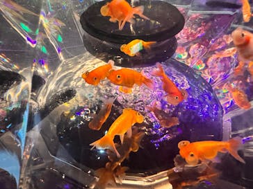 NARA KINGYO MUSEUMに投稿された画像（2024/10/26）