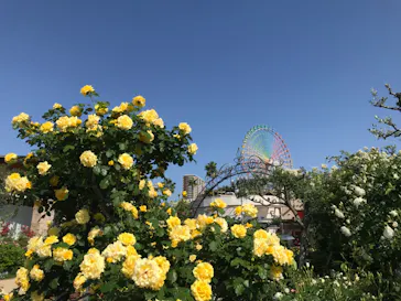 ひらかたパークに投稿された画像（2024/10/26）