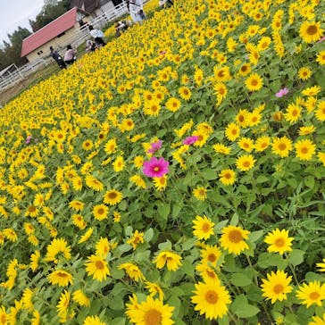 滋賀農業公園ブルーメの丘に投稿された画像（2024/10/26）