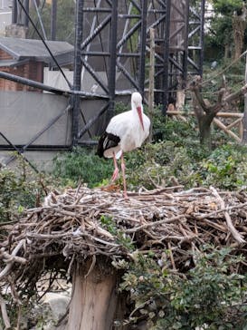 天王寺動物園に投稿された画像（2024/10/26）