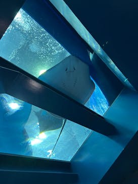 沖縄美ら海水族館に投稿された画像（2024/10/27）