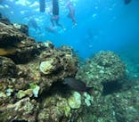 沖縄マリンサービス碧に投稿された画像（2024/10/27）