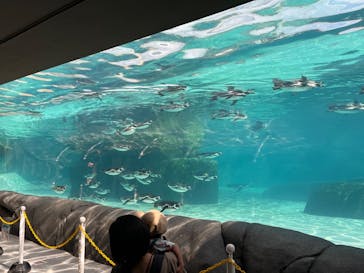 天王寺動物園に投稿された画像（2024/10/27）