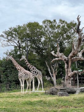 天王寺動物園に投稿された画像（2024/10/27）