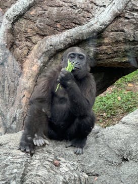恩賜上野動物園に投稿された画像（2024/10/27）