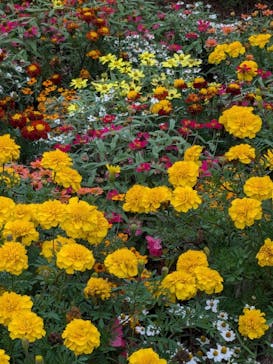 ぎふワールド・ローズガーデンに投稿された画像（2024/10/27）