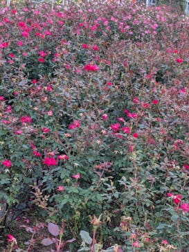 ぎふワールド・ローズガーデンに投稿された画像（2024/10/27）