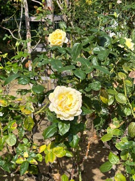 鳩山会館に投稿された画像（2024/10/27）