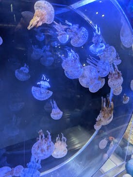 名古屋港水族館に投稿された画像（2024/10/27）