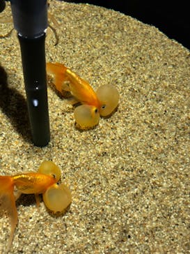 AQUARIUM × ART　atoaに投稿された画像（2024/10/27）