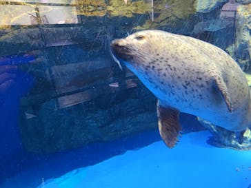 マクセル アクアパーク品川に投稿された画像（2024/10/27）