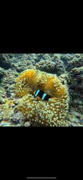 武藤潜水に投稿された画像（2024/10/27）