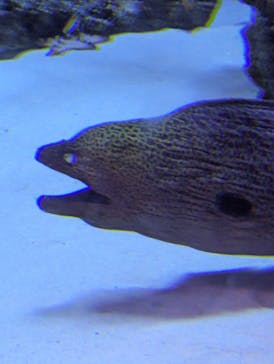 新江ノ島水族館に投稿された画像（2024/10/27）