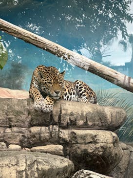 天王寺動物園に投稿された画像（2024/10/27）