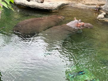 天王寺動物園に投稿された画像（2024/10/27）