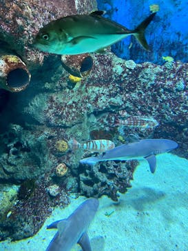 レゴランドⓇ・ジャパン・リゾートに投稿された画像（2024/10/27）