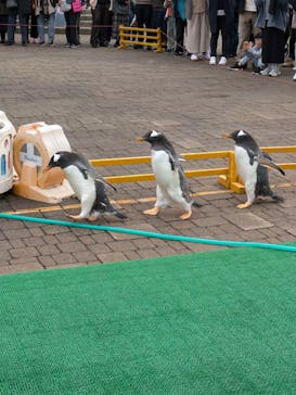 登別マリンパークニクスに投稿された画像（2024/10/27）