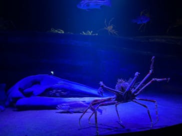 竹島水族館に投稿された画像（2024/10/27）