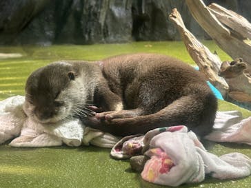 竹島水族館に投稿された画像（2024/10/27）