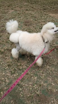 つくばわんわんランドに投稿された画像（2024/10/27）