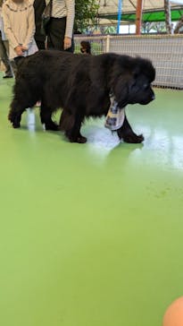 つくばわんわんランドに投稿された画像（2024/10/27）