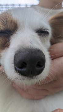 つくばわんわんランドに投稿された画像（2024/10/27）