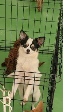 つくばわんわんランドに投稿された画像（2024/10/27）