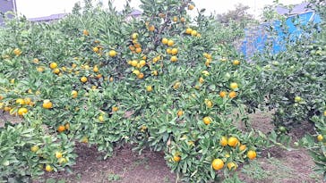 芝口果樹園に投稿された画像（2024/10/27）