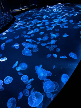 すみだ水族館に投稿された画像（2024/10/27）