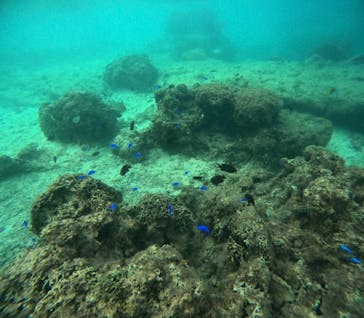 武藤潜水に投稿された画像（2024/10/27）