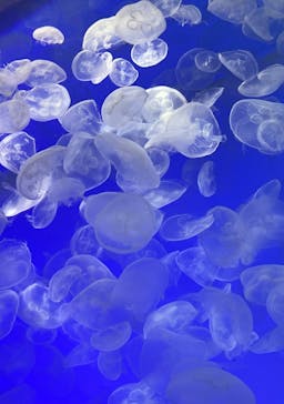 アクアワールド茨城県大洗水族館に投稿された画像（2024/10/27）