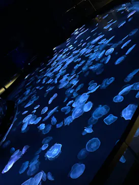 すみだ水族館に投稿された画像（2024/10/27）