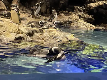 すみだ水族館に投稿された画像（2024/10/27）
