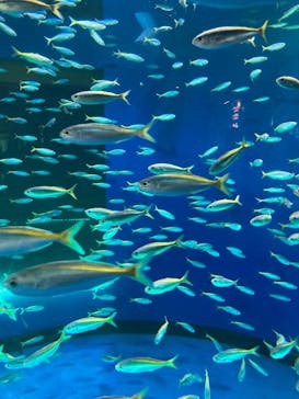 アクアワールド茨城県大洗水族館に投稿された画像（2024/10/27）