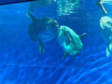 アクアワールド茨城県大洗水族館に投稿された画像（2024/10/27）