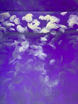 アクアワールド茨城県大洗水族館に投稿された画像（2024/10/27）